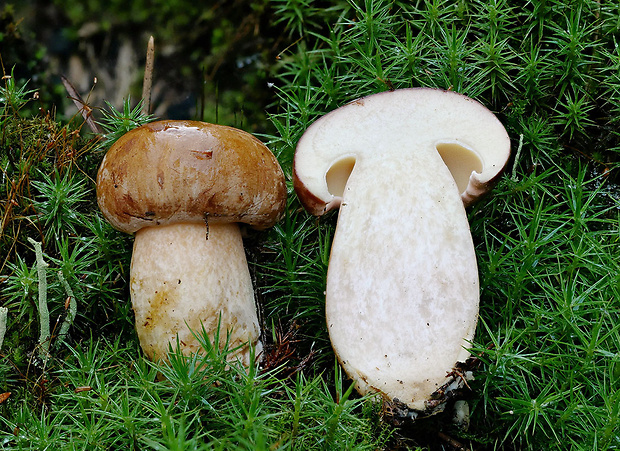 suchohríb vresový Boletus badiorufus R. Heim