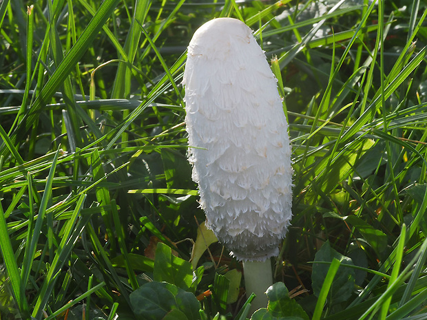 hnojník obyčajný Coprinus comatus (O.F. Müll.) Pers.