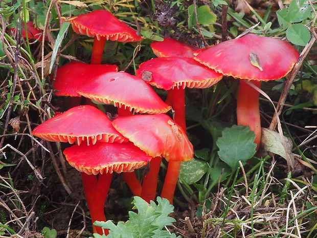 lúčnica šarlátová Hygrocybe coccinea (Schaeff.) P. Kumm.