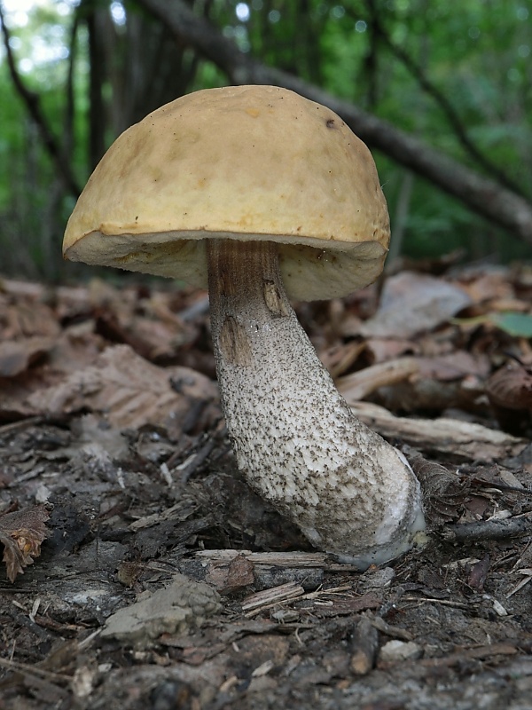 kozák hrabový Leccinum pseudoscabrum (Kallenb.) Šutara