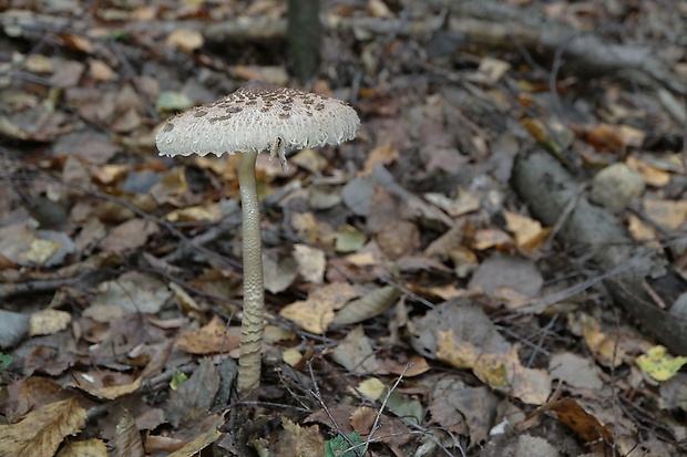 bedľa vysoká Macrolepiota procera (Scop.) Singer