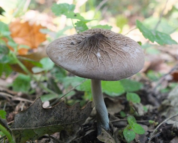 štítovka sivá Pluteus thomsonii (Berk. & Broome) Dennis