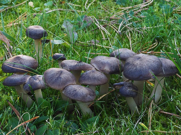 čírovka zemná Tricholoma terreum (Schaeff.) P. Kumm.