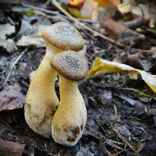 podpňovka žltá Armillaria gallica Marxm. & Romagn.