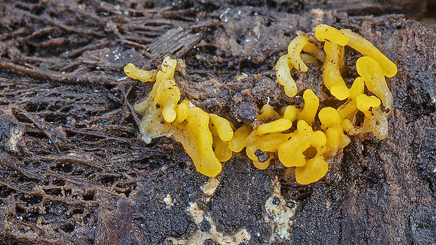 parôžkovec malý Calocera cornea (Fr.) Loud.