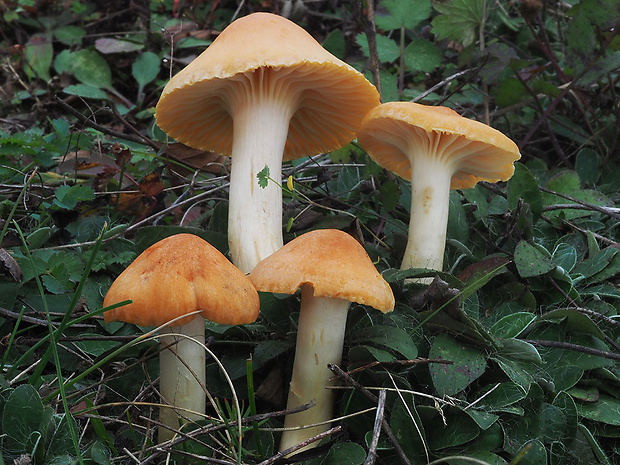 lúčnica statná Cuphophyllus pratensis (Fr.) Bon