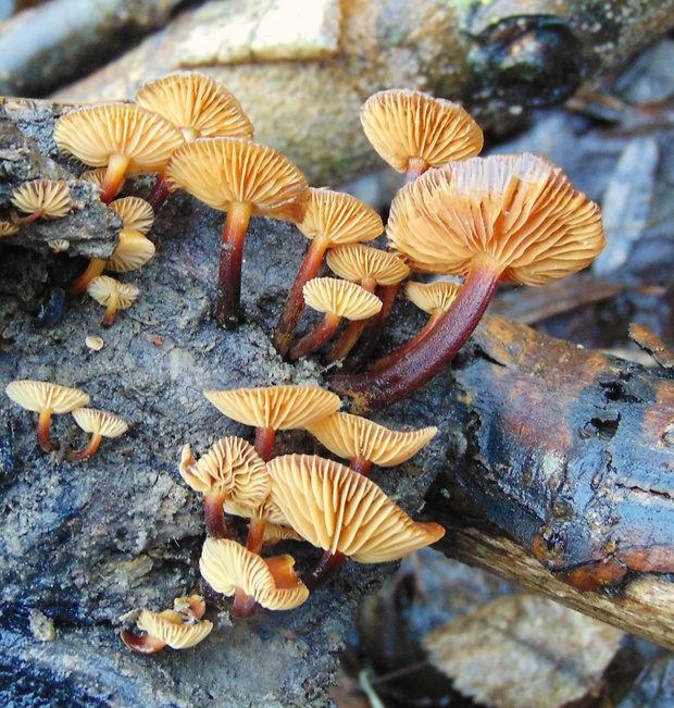 plamienka Flammulina sp.