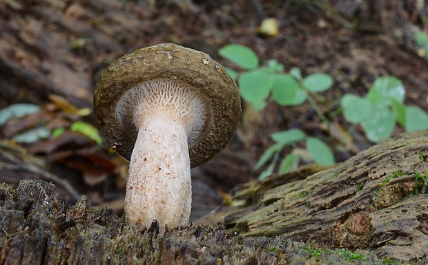 čechračka podvinutá Paxillus involutus (Batsch) Fr.