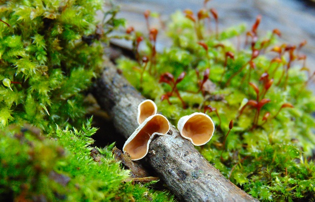 škľabka plstnatá Schizophyllum amplum (Lév.) Nakasone