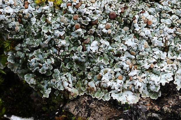 skvamarína chrupkovitá Squamarina cartilaginea var. cartilaginea (With.) P. James