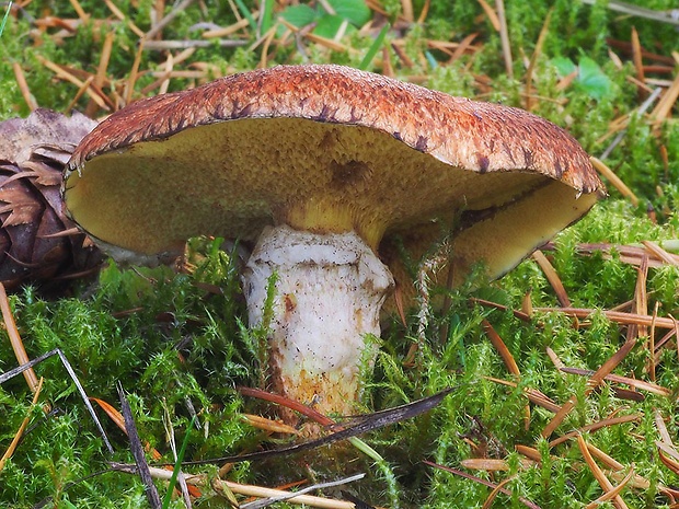 masliak duglaskový Suillus lakei (Murrill) A.H. Sm. & Thiers