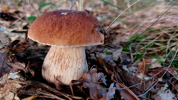 hríb smrekový Boletus edulis Bull.