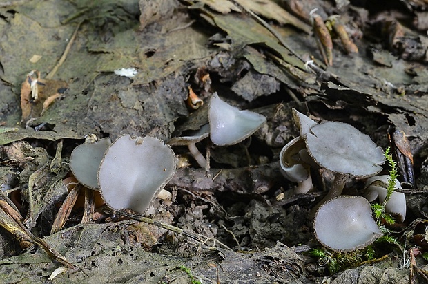 chriapač Helvella fibrosa (Wallr.) Korf