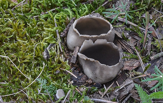 chriapač sosnový Helvella leucomelaena (Pers.) Nannf.