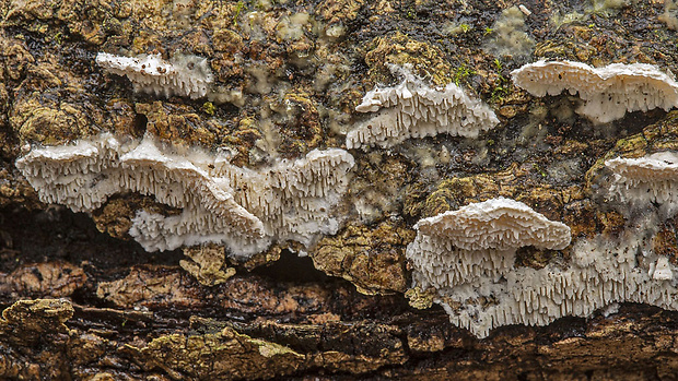 zubovec biely Irpex lacteus (Fr.) Fr.