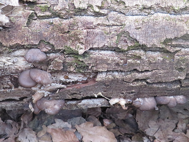 hliva ustricovitá Pleurotus ostreatus (Jacq.) P. Kumm.