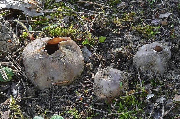 tulipánovka fialová Sarcosphaera coronaria (Jacq.) J. Schröt.