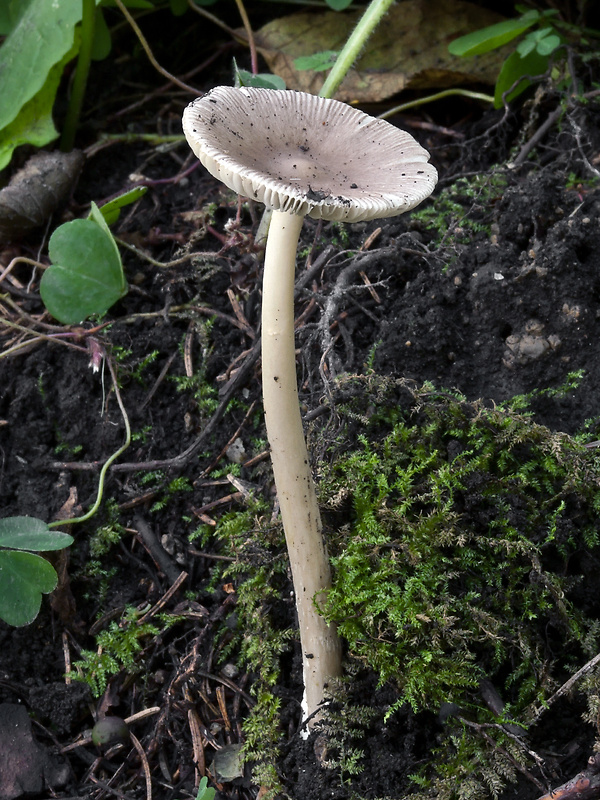 muchotrávka pošvatá Amanita vaginata (Bull.) Lam.