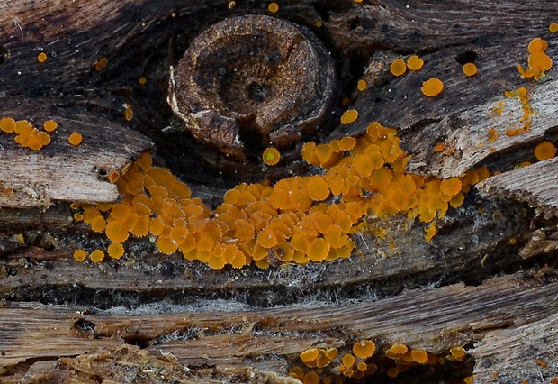 pavučinovka Arachnopeziza trabinelloides (Rehm) Korf