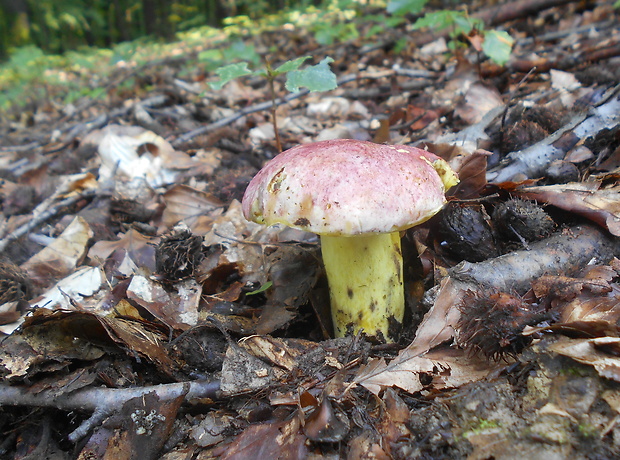 hríb kráľovský Butyriboletus regius (Krombh.) D. Arora & J.L. Frank