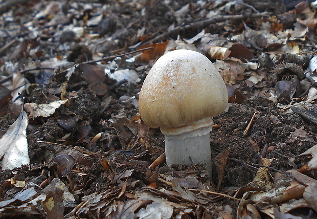 pavučinovec inovaťový Cortinarius caperatus (Pers.) Fr.