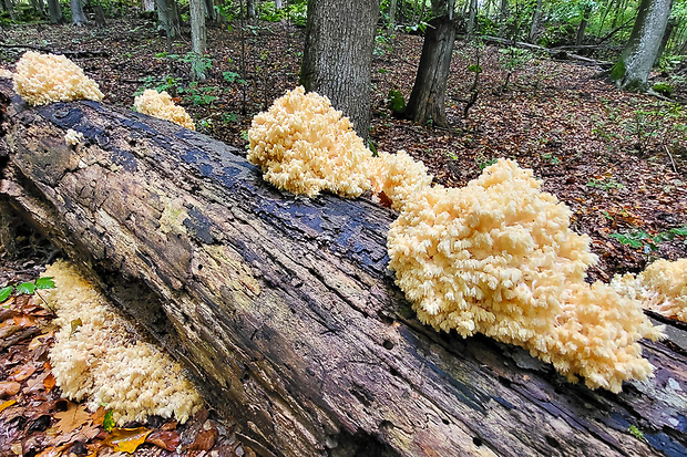 koralovec bukový Hericium coralloides (Scop.) Pers.