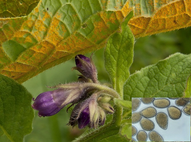 metlovka kostivalová Melampsorella symphyti (DC.) Bubák