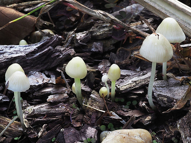 prilbička slizká Mycena epipterygia (Scop.) Gray