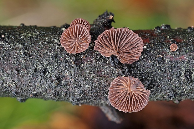 pňovka fialovohnedá Panellus violaceofulvus (Batsch) Singer