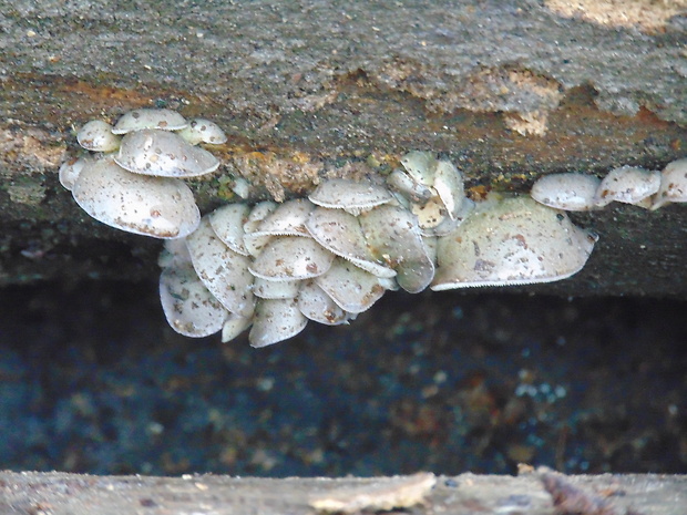 pňovka neskorá Sarcomyxa serotina (Pers.) P. Karst.