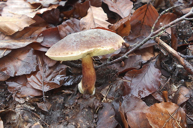 suchohríb žltomäsový Xerocomellus chrysenteron (Bull.) Šutara