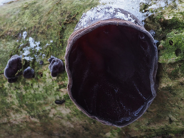 uchovec bazový Auricularia auricula-judae (Bull.) Quél.