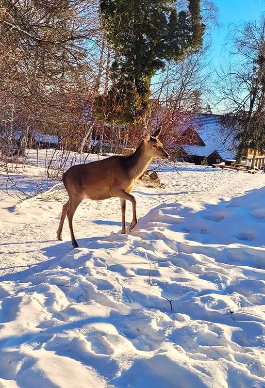 z jelenej zveri  Cervus elaphus