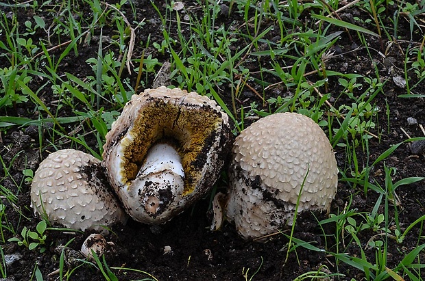 strieška bedľovitá Chlorophyllum agaricoides (Czern.) Vellinga