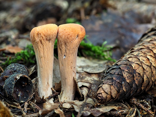 kyjak useknutý Clavariadelphus truncatus Donk