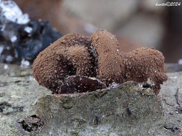 dutinovka otrubnatá Encoelia furfuracea (Roth) P. Karst.