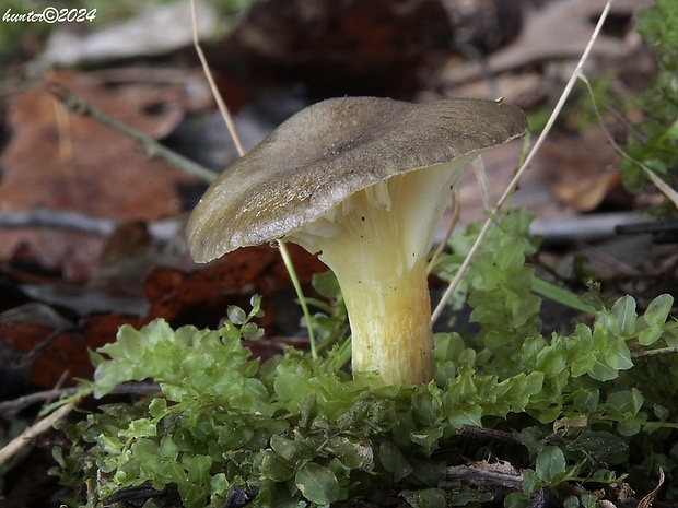 šťavnačka mrazová Hygrophorus hypothejus (Fr.) Fr.