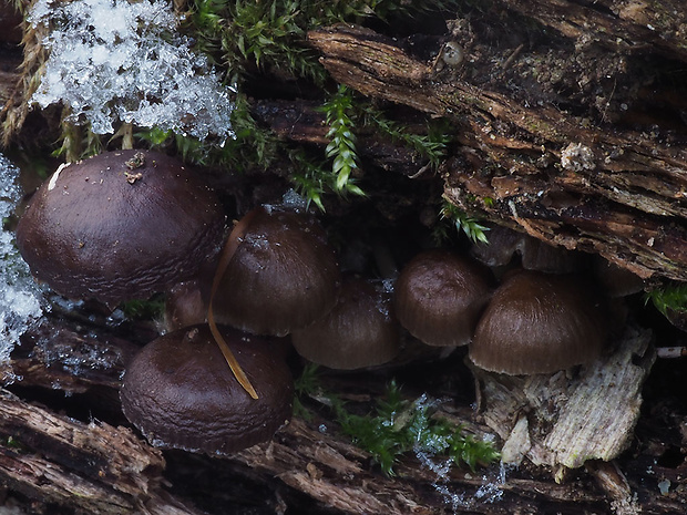 prilbička hnedosivá Mycena tintinnabulum (Paulet) Quél.