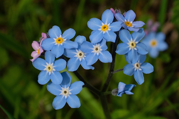 nezábudka lesná Myosotis sylvatica Ehrh. ex Hoffm.