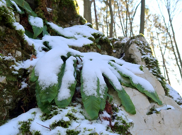 jazyk jelení Phyllitis scolopendrium (L.) Newman