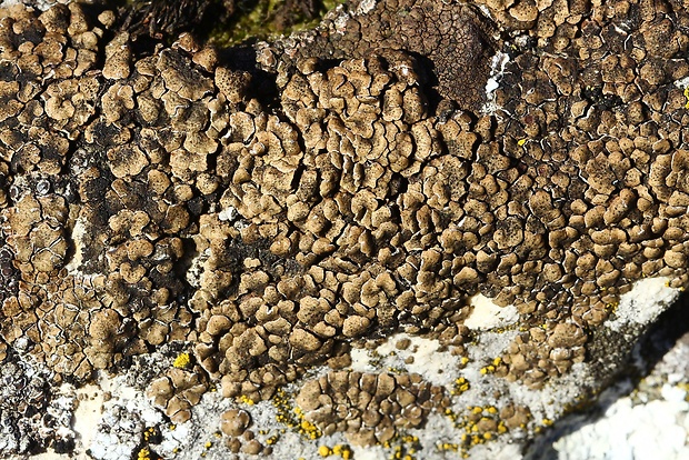 mnohospórovka Acarospora cervina (Ach.) A. Massal.