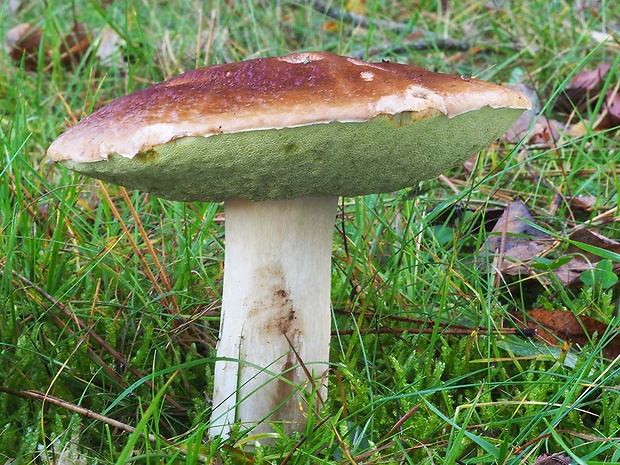 hríb smrekový Boletus edulis Bull.