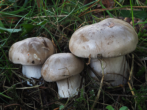 strmuľka inovaťová Clitocybe nebularis (Batsch) P. Kumm.