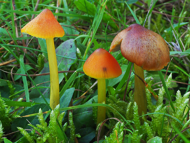 lúčnica kužeľovitá Hygrocybe conica (Schaeff.) P. Kumm.