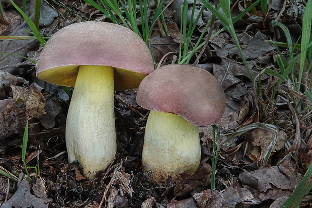 hríb nádherný Butyriboletus fuscoroseus (Smotl.) Vizzini & Gelardi