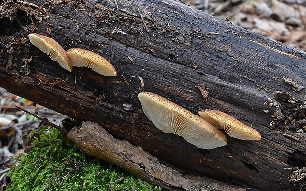 pahliva šafranová Crepidotus crocophyllus (Berk.) Sacc.