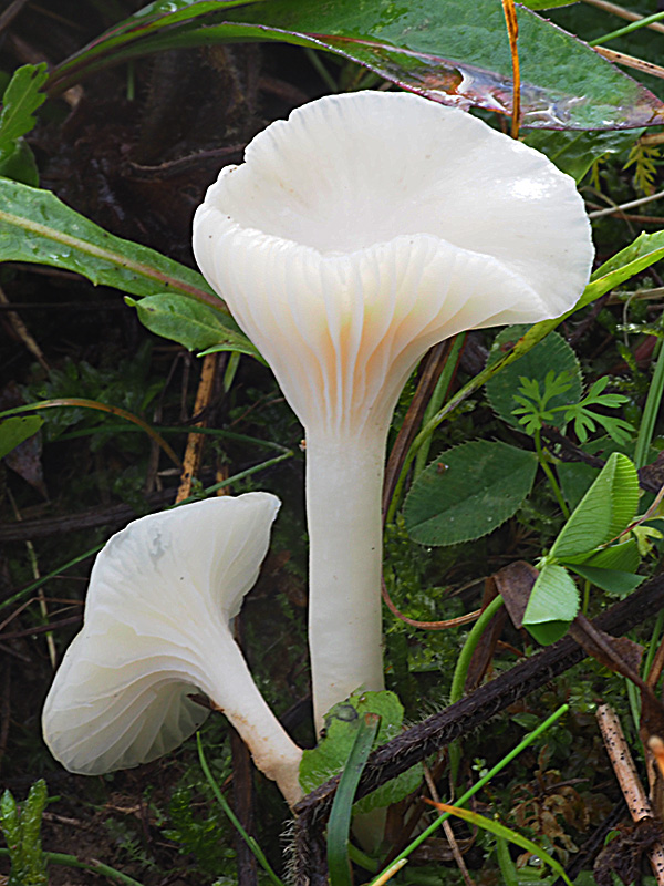 lúčnica snehobiela Cuphophyllus virgineus (Wulfen) Kovalenko