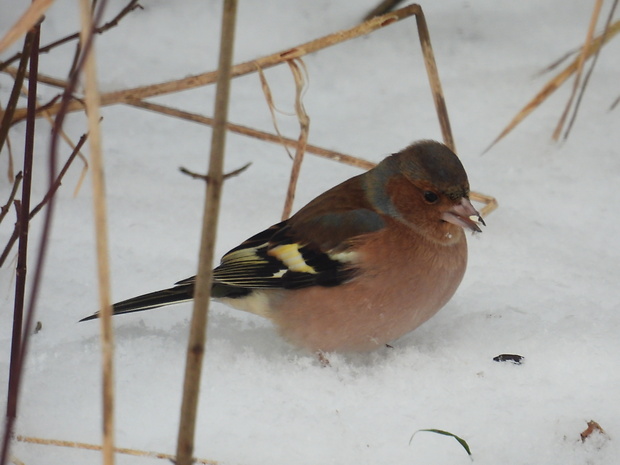 pinka lesná Fringilla coelebs