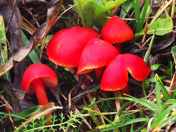 lúčnica šarlátová Hygrocybe coccinea (Schaeff.) P. Kumm.