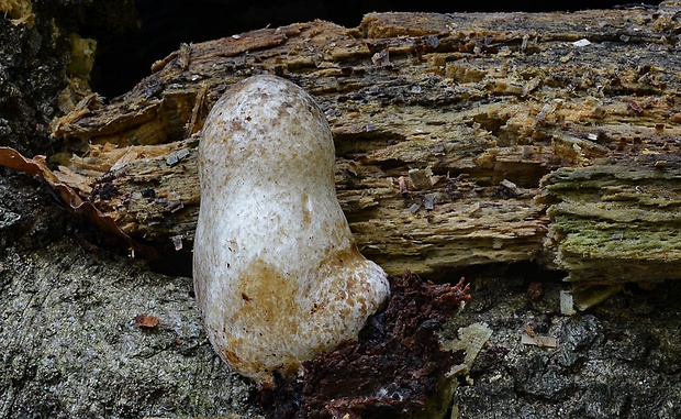 pošvovec stromový Volvariella bombycina (Schaeff.) Singer